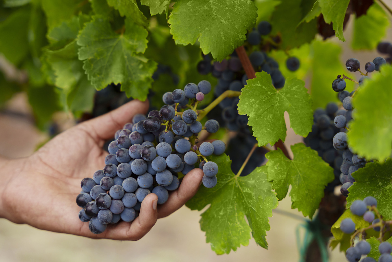 Mano sosteniendo un racimo de uvas en la vid