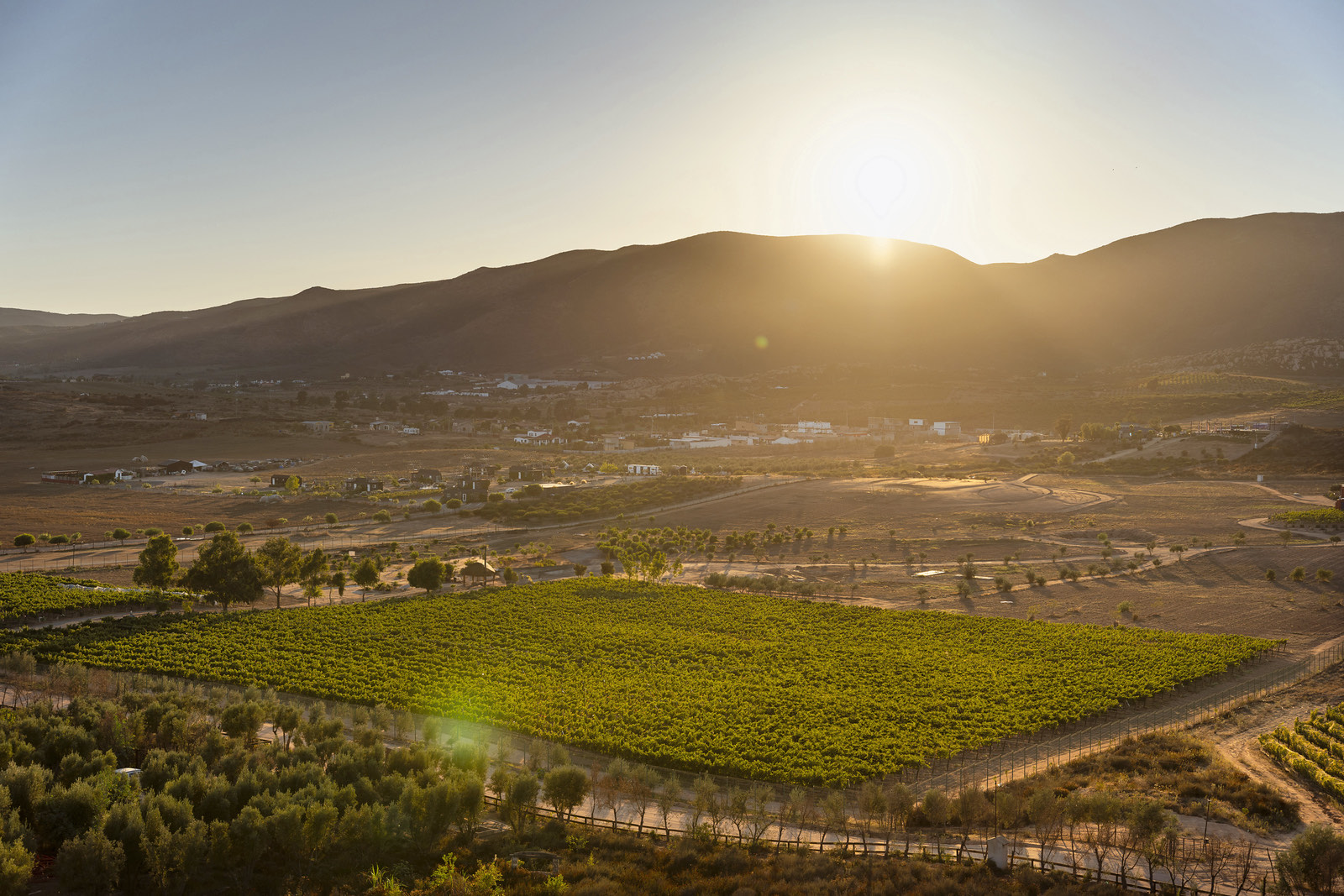 Viñedos del valle al atardecer